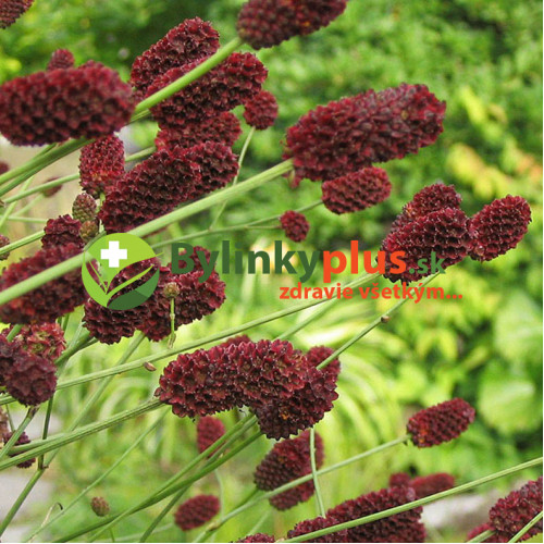 Krvavec lekársky-(Sanguisorba officinalis L.) 